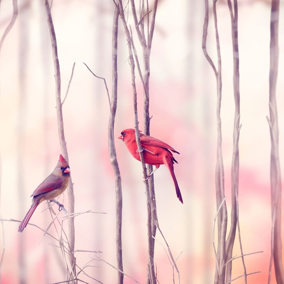 Beistelltisch Kardinalvögel M0718 entdecken - Bild 2 Beistelltisch Kardinalvögel M0718 entdecken - Bild 2