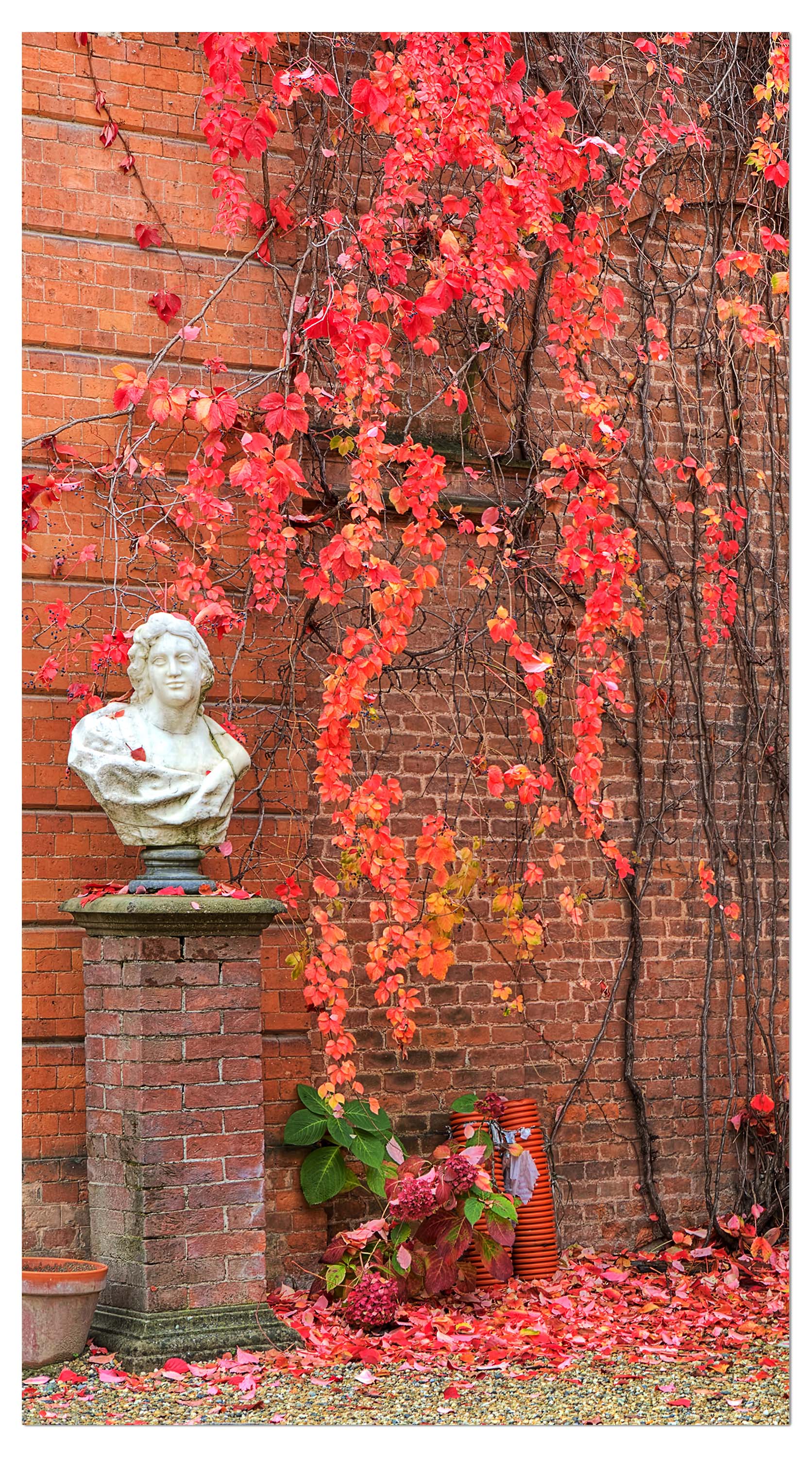 Garderobe Efeu mit roten Blättern wachsen auf einer roten Mauer M0789 entdecken - Bild 4 Garderobe Efeu mit roten Blättern wachsen auf einer roten Mauer M0789 entdecken - Bild 4