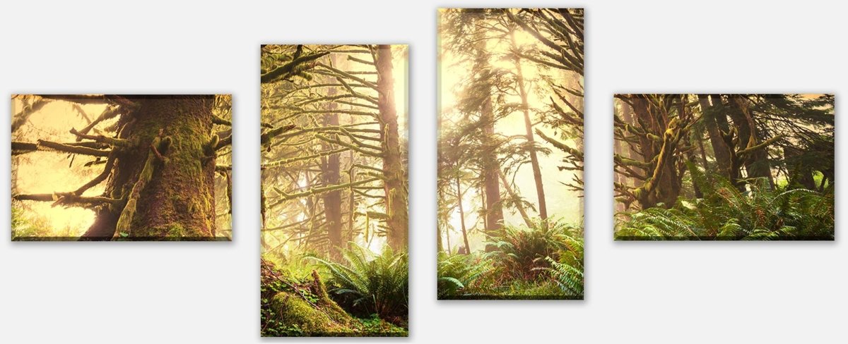 Leinwandbild Mehrteiler Regenwald im Olympischen Nationalpark M0887 Leinwandbild Mehrteiler Regenwald im Olympischen Nationalpark M0887