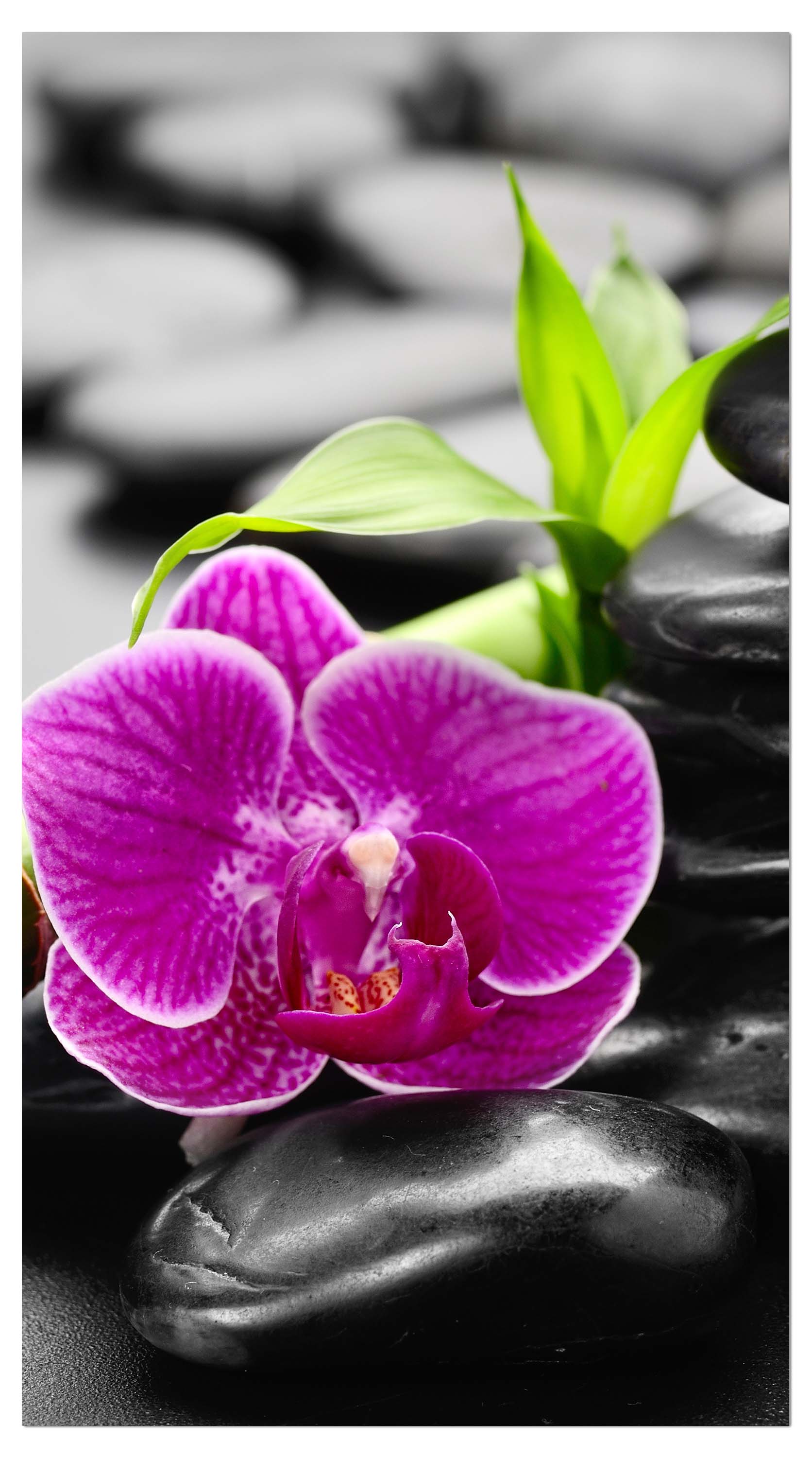 Garderobe Zen Basaltsteine und Orchidee M0954 entdecken - Bild 4 Garderobe Zen Basaltsteine und Orchidee M0954 entdecken - Bild 4