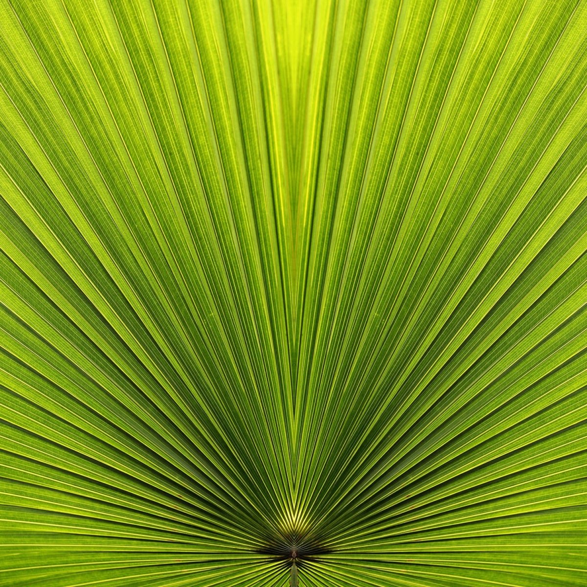 Beistelltisch Palmblatt Nahaufnahme M1003 entdecken - Bild 2 Beistelltisch Palmblatt Nahaufnahme M1003 entdecken - Bild 2