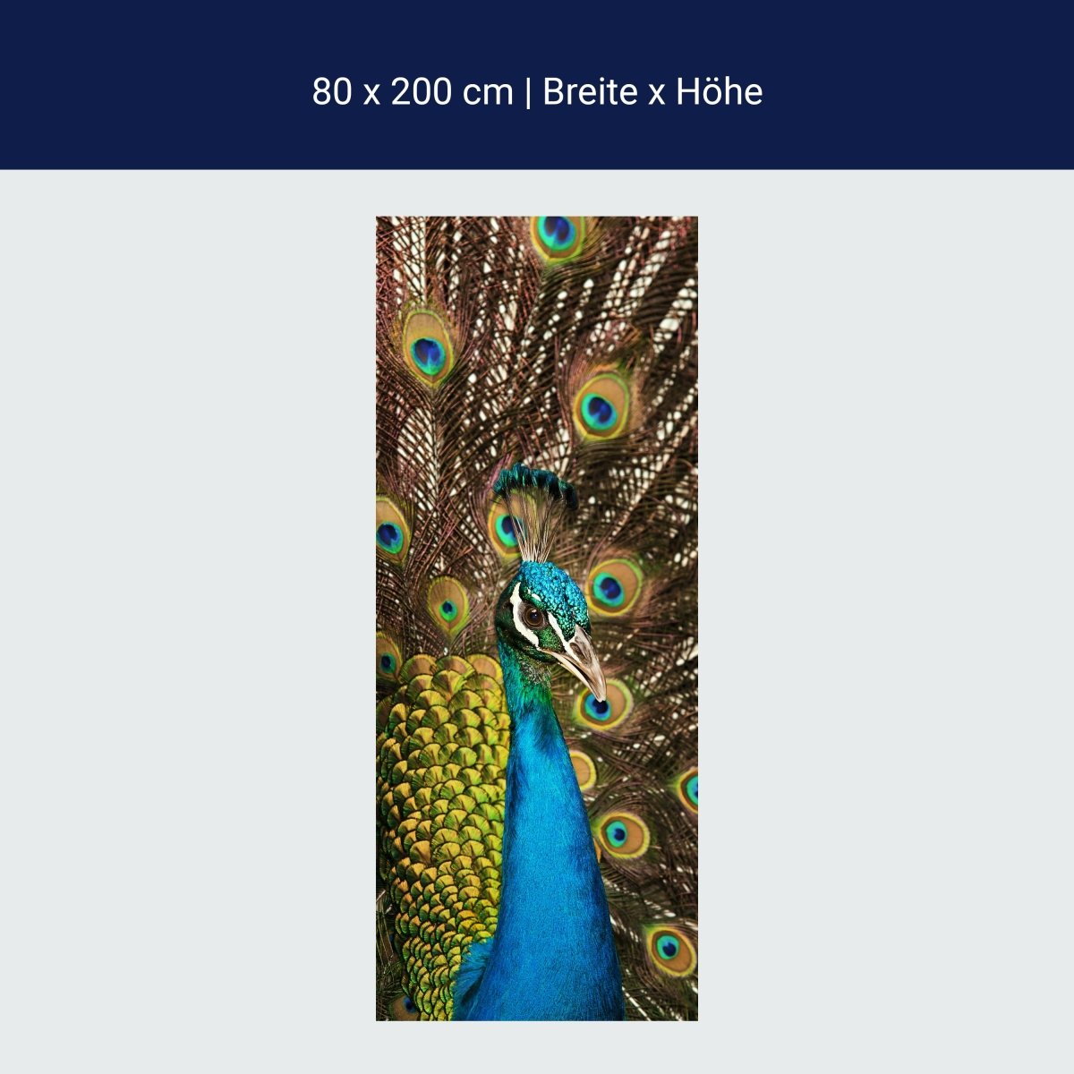 Duschwand schöner Pfau M1005 Duschwand schöner Pfau M1005