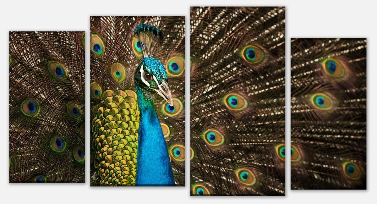 Leinwandbild Mehrteiler schöner Pfau M1005 Leinwandbild Mehrteiler schöner Pfau M1005
