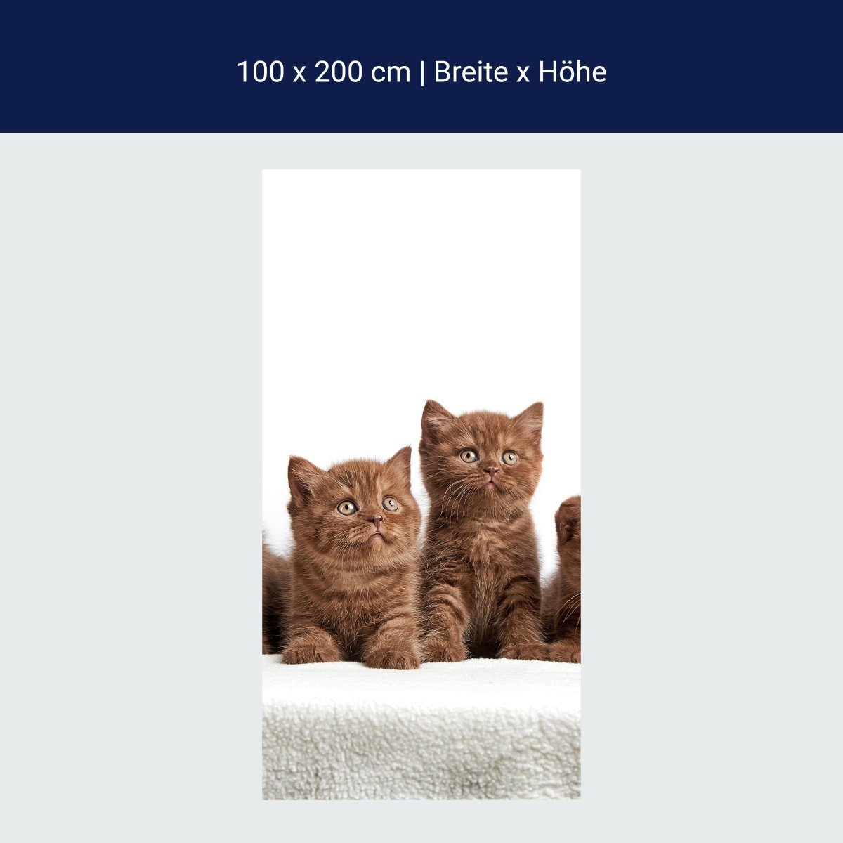 Duschwand Portrait von sechs braunen Kätzchen M1022 Duschwand Portrait von sechs braunen Kätzchen M1022