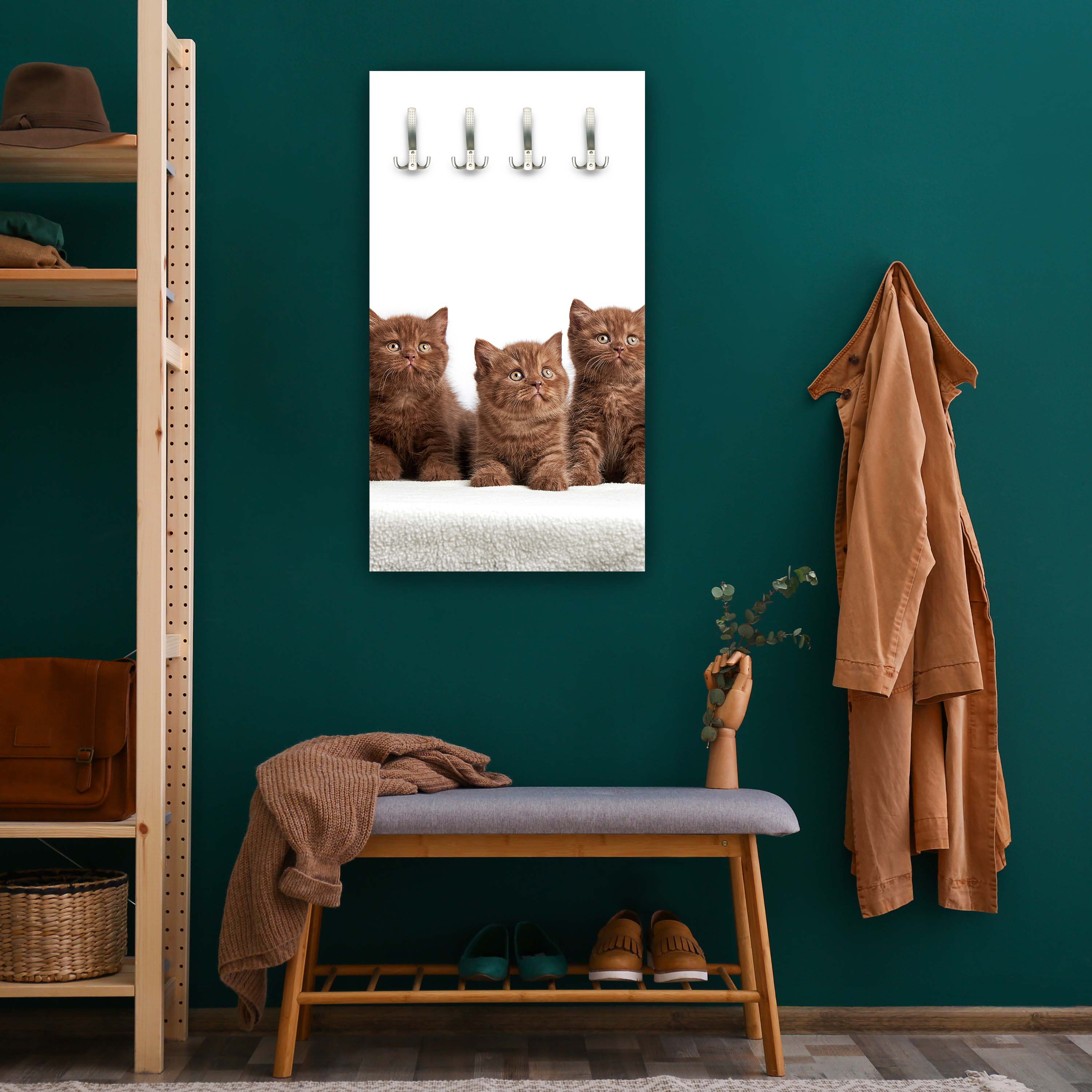 Garderobe Portrait von sechs braunen britischen Kätzchen M1022 entdecken - Bild 6 Garderobe Portrait von sechs braunen britischen Kätzchen M1022 entdecken - Bild 6