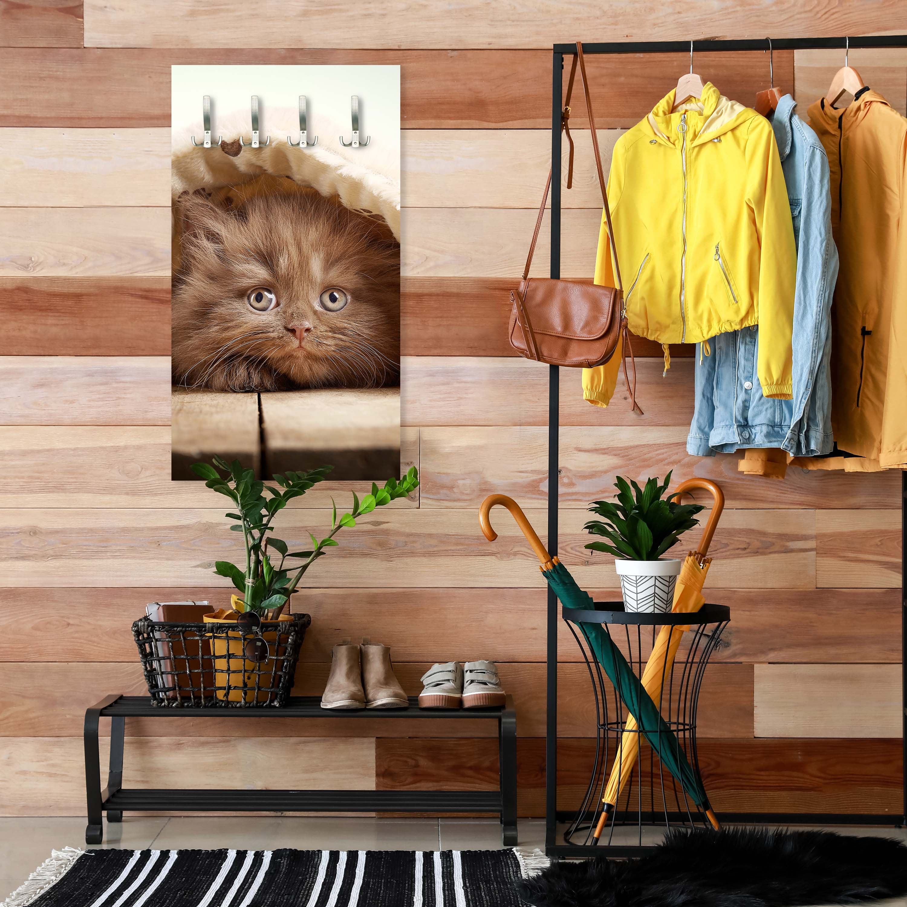 Garderobe Braunes britisches langhaariges Kätzchen M1023 entdecken - Bild 3 Garderobe Braunes britisches langhaariges Kätzchen M1023 entdecken - Bild 3