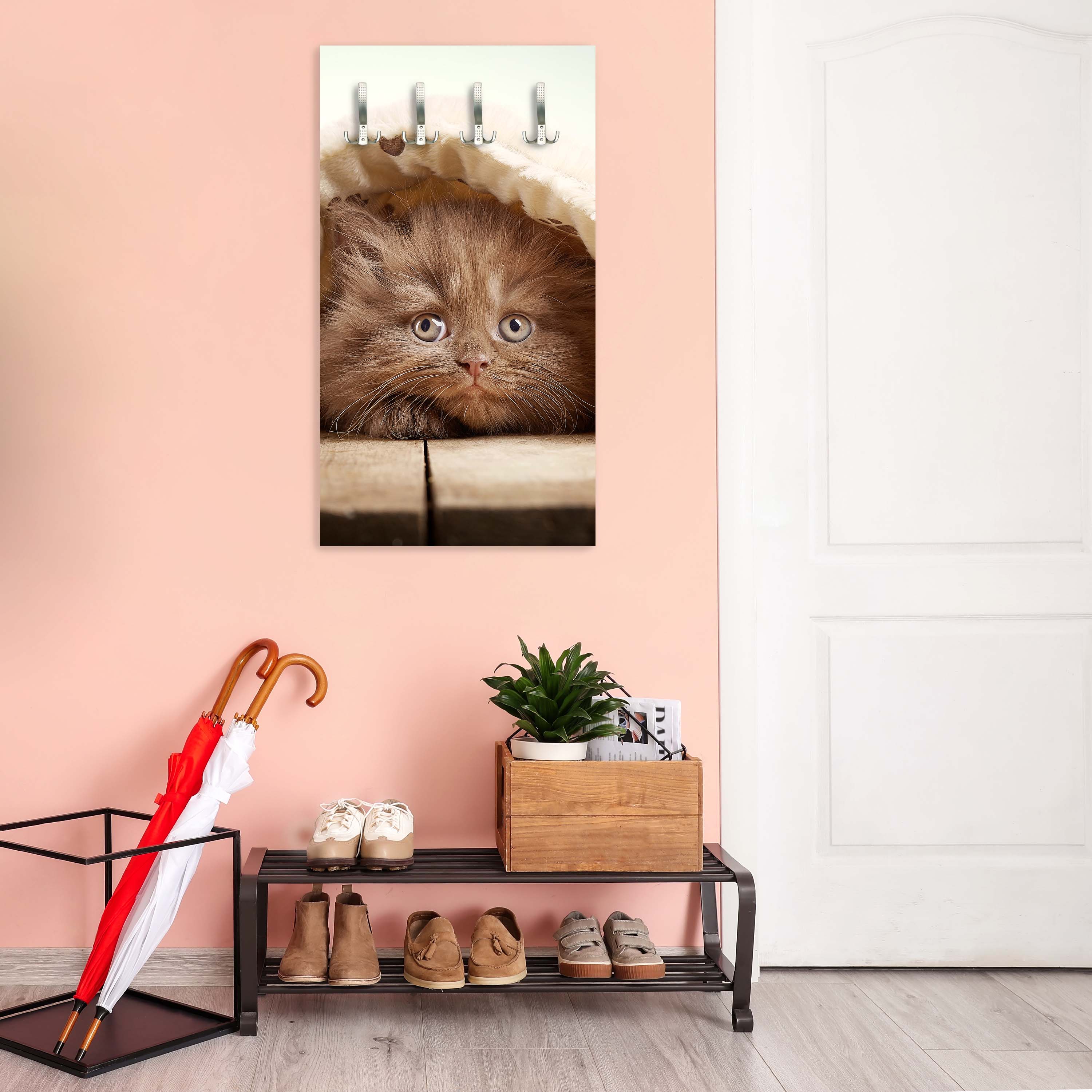 Garderobe Braunes britisches langhaariges Kätzchen M1023 entdecken - Bild 6 Garderobe Braunes britisches langhaariges Kätzchen M1023 entdecken - Bild 6