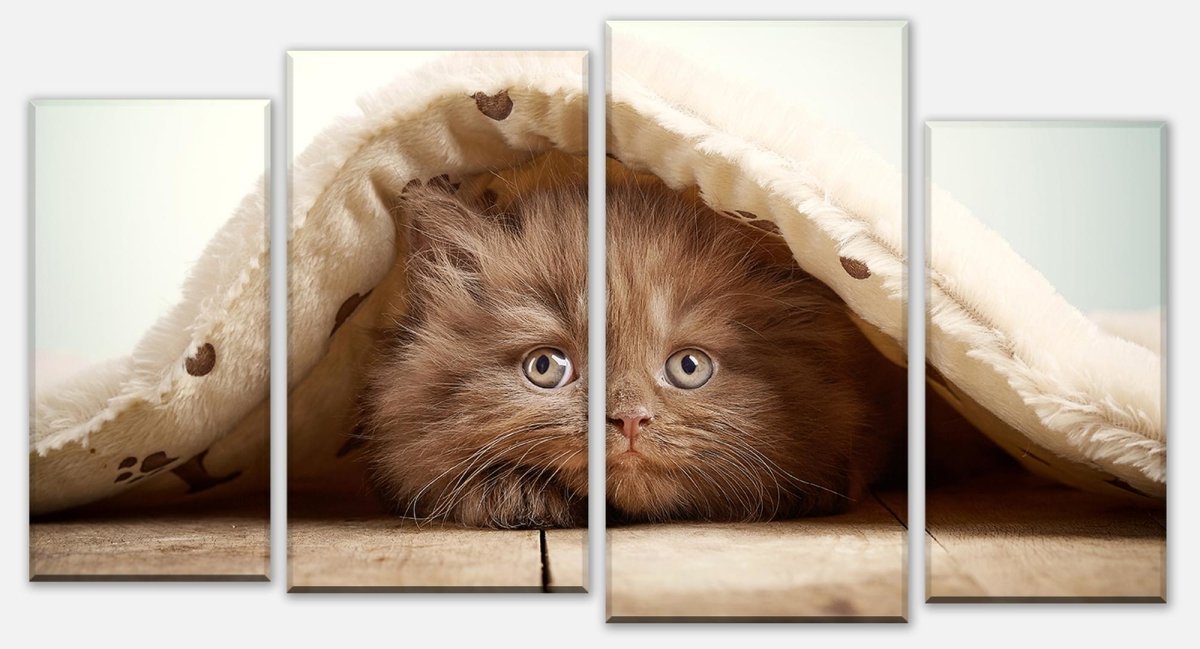 Leinwandbild Mehrteiler Braunes britisches langhaariges Kätzchen M1023 Leinwandbild Mehrteiler Braunes britisches langhaariges Kätzchen M1023
