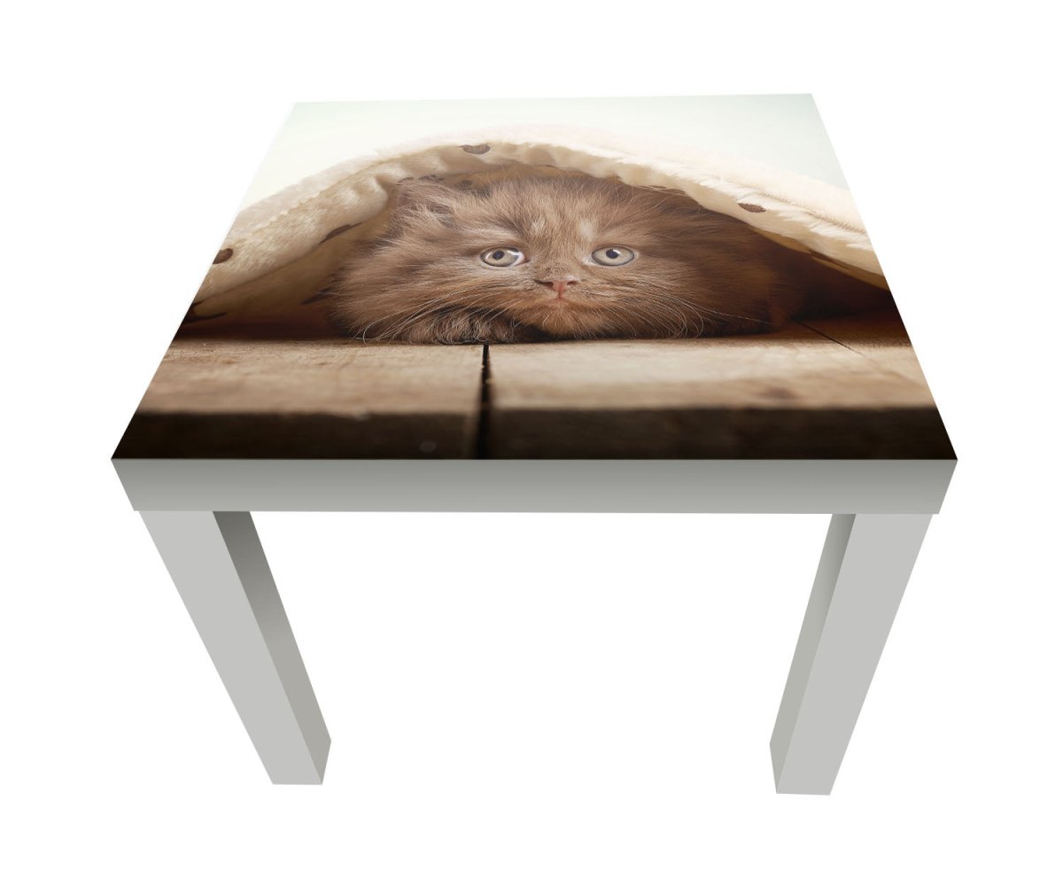 Beistelltisch Braunes britisches langhaariges Kätzchen M1023 entdecken - Bild 1 Beistelltisch Braunes britisches langhaariges Kätzchen M1023 entdecken - Bild 1