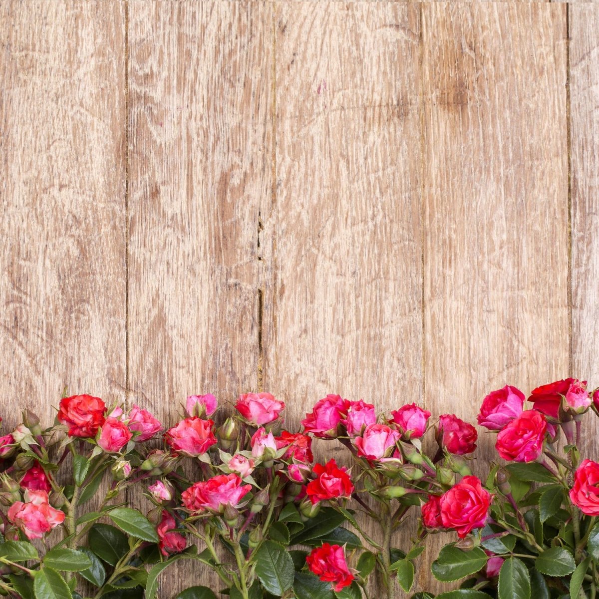 Beistelltisch Rote Rosen auf Holzbrett M1025 entdecken - Bild 2 Beistelltisch Rote Rosen auf Holzbrett M1025 entdecken - Bild 2