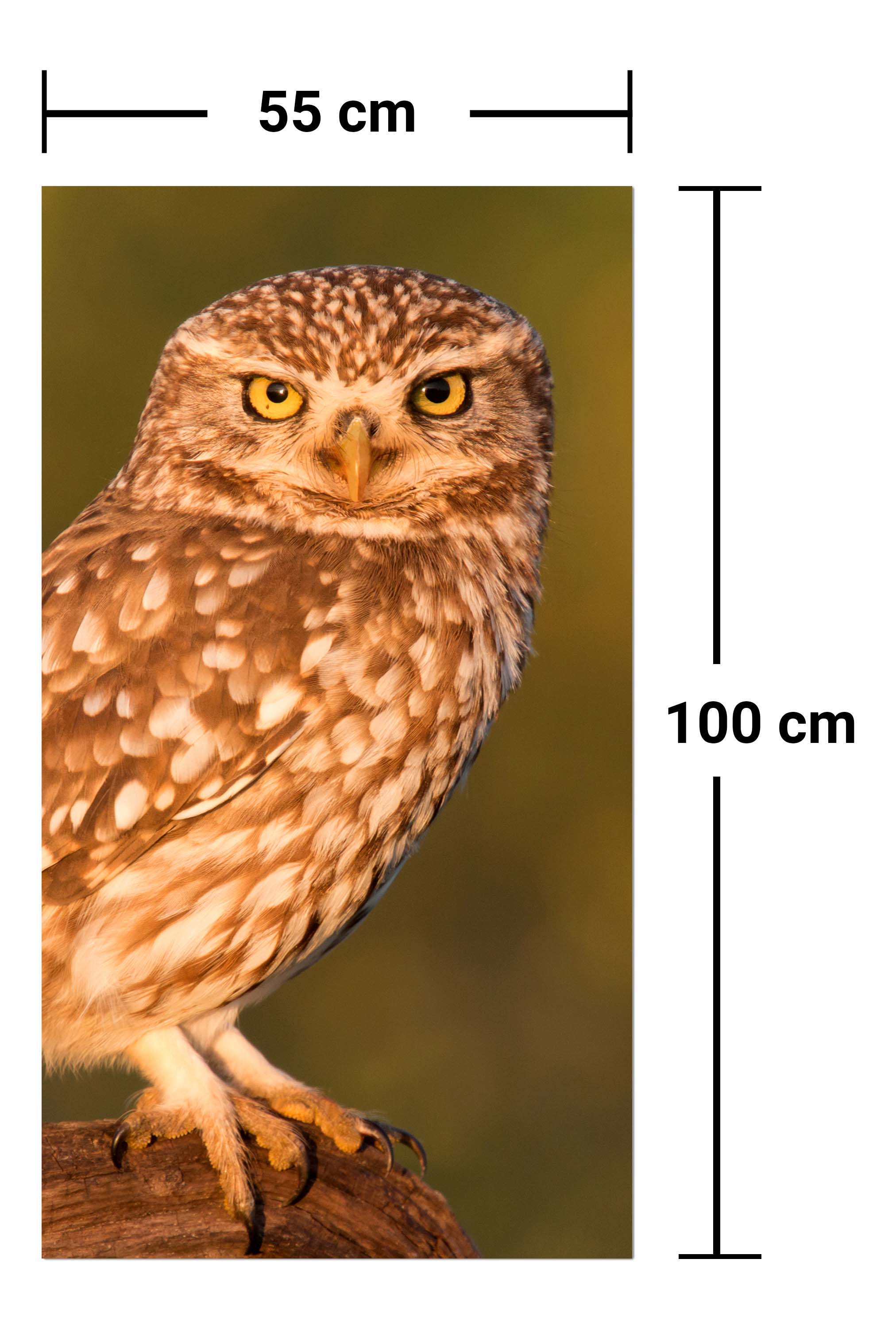 Garderobe Kleine Eule auf einem Baumstamm M1026 entdecken - Bild 7 Garderobe Kleine Eule auf einem Baumstamm M1026 entdecken - Bild 7