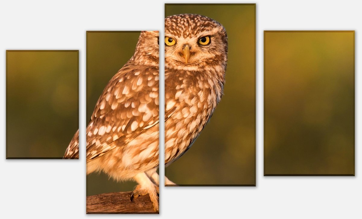 Leinwandbild Mehrteiler Kleine Eule auf einem Baumstamm M1026 Leinwandbild Mehrteiler Kleine Eule auf einem Baumstamm M1026
