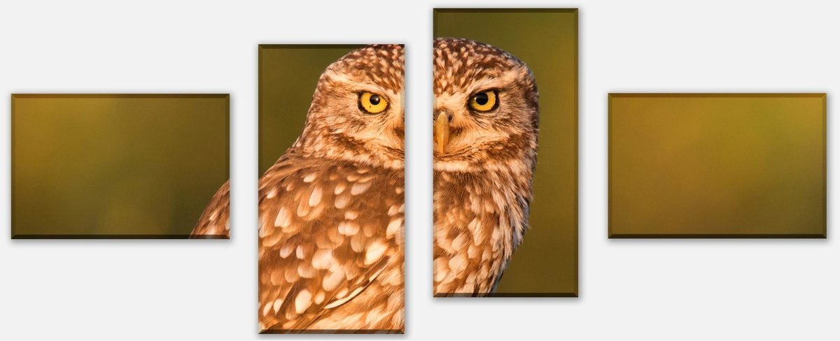 Leinwandbild Mehrteiler Kleine Eule auf einem Baumstamm M1026 Leinwandbild Mehrteiler Kleine Eule auf einem Baumstamm M1026