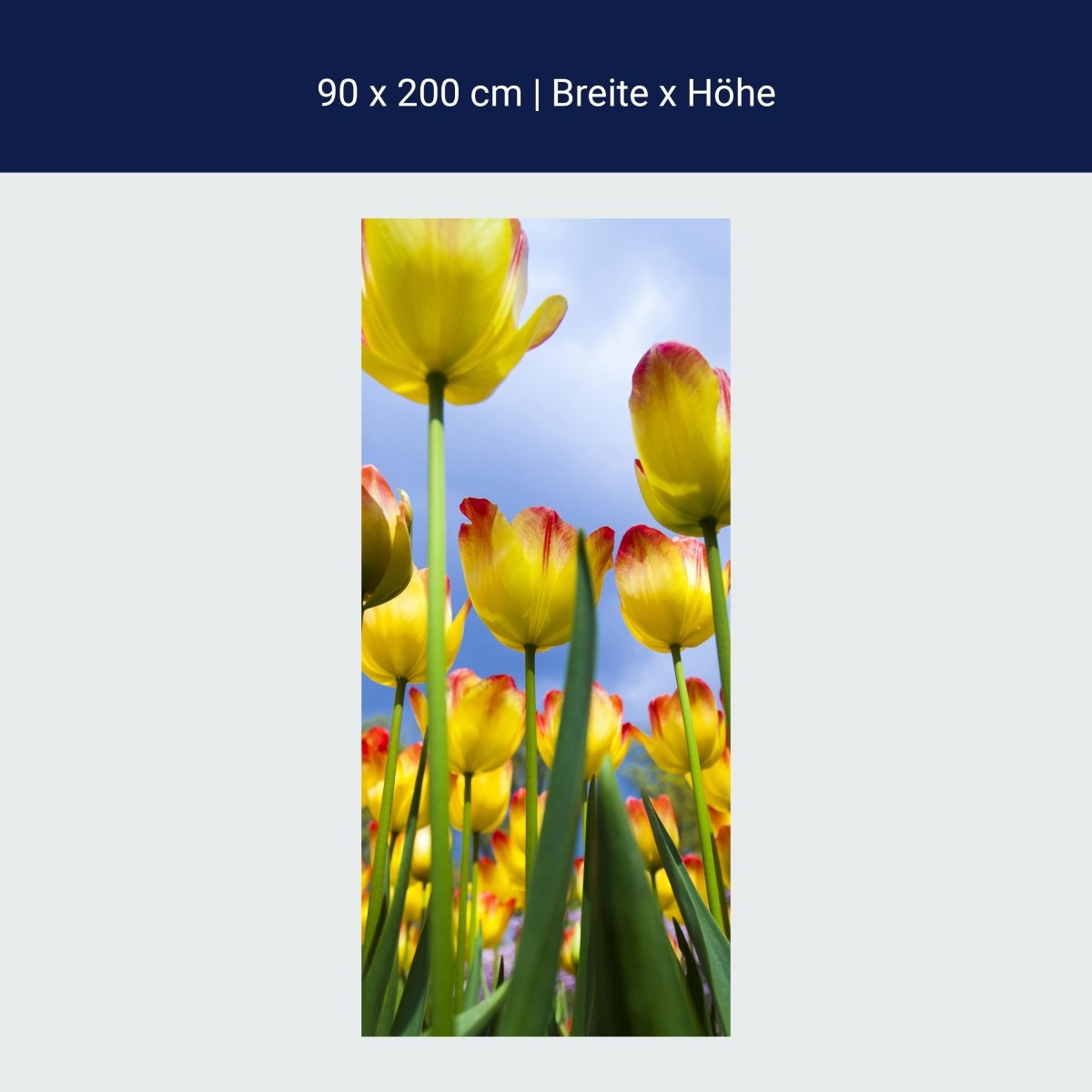 Duschwand Tulpen M1029 Duschwand Tulpen M1029