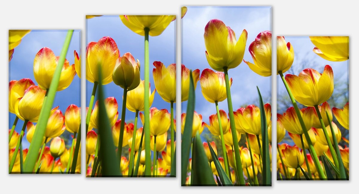 Leinwandbild Mehrteiler Tulpen M1029 Leinwandbild Mehrteiler Tulpen M1029
