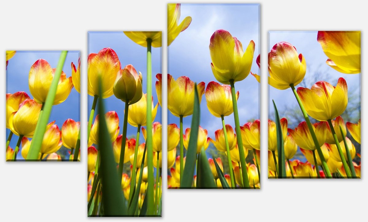 Leinwandbild Mehrteiler Tulpen M1029 Leinwandbild Mehrteiler Tulpen M1029