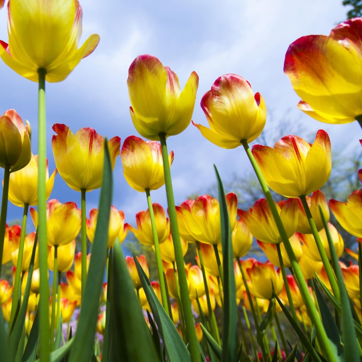 Beistelltisch Tulpen M1029 entdecken - Bild 2 Beistelltisch Tulpen M1029 entdecken - Bild 2