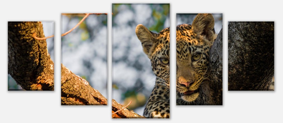Leinwandbild Mehrteiler Leopard in Südafrika M1032 entdecken - Bild 1 Leinwandbild Mehrteiler Leopard in Südafrika M1032 entdecken - Bild 1