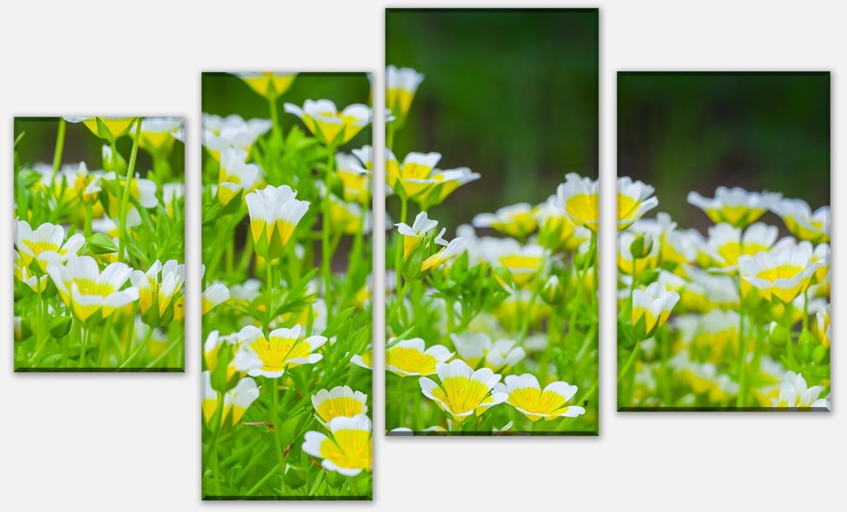 Leinwandbild Mehrteiler Blumen, die im Sommergarten wachsen M1039 Leinwandbild Mehrteiler Blumen, die im Sommergarten wachsen M1039