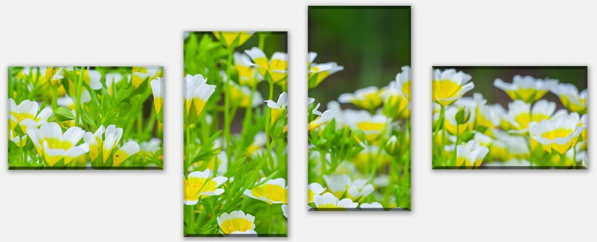 Leinwandbild Mehrteiler Blumen, die im Sommergarten wachsen M1039 Leinwandbild Mehrteiler Blumen, die im Sommergarten wachsen M1039