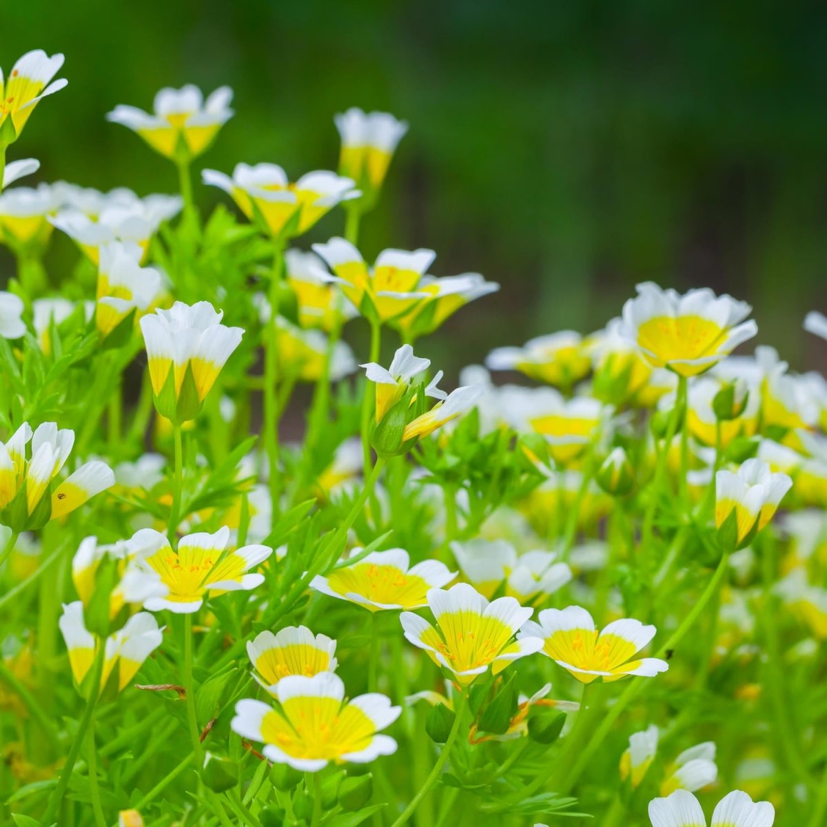 Beistelltisch Blumen, die im Sommergarten wachsen M1039 entdecken - Bild 2 Beistelltisch Blumen, die im Sommergarten wachsen M1039 entdecken - Bild 2