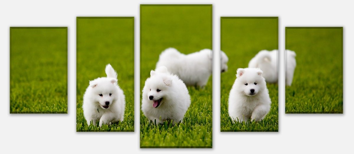 Leinwandbild Mehrteiler Samojedenhund M1043 entdecken - Bild 1 Leinwandbild Mehrteiler Samojedenhund M1043 entdecken - Bild 1