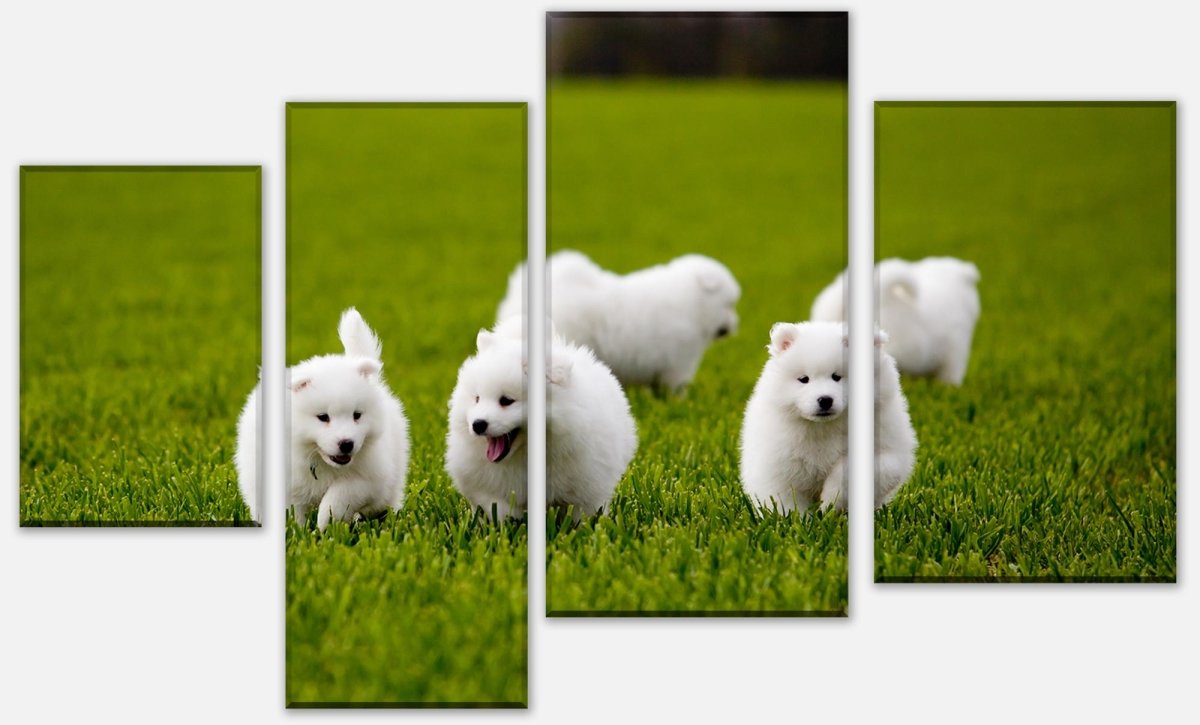 Leinwandbild Mehrteiler Samojedenhund M1043 Leinwandbild Mehrteiler Samojedenhund M1043