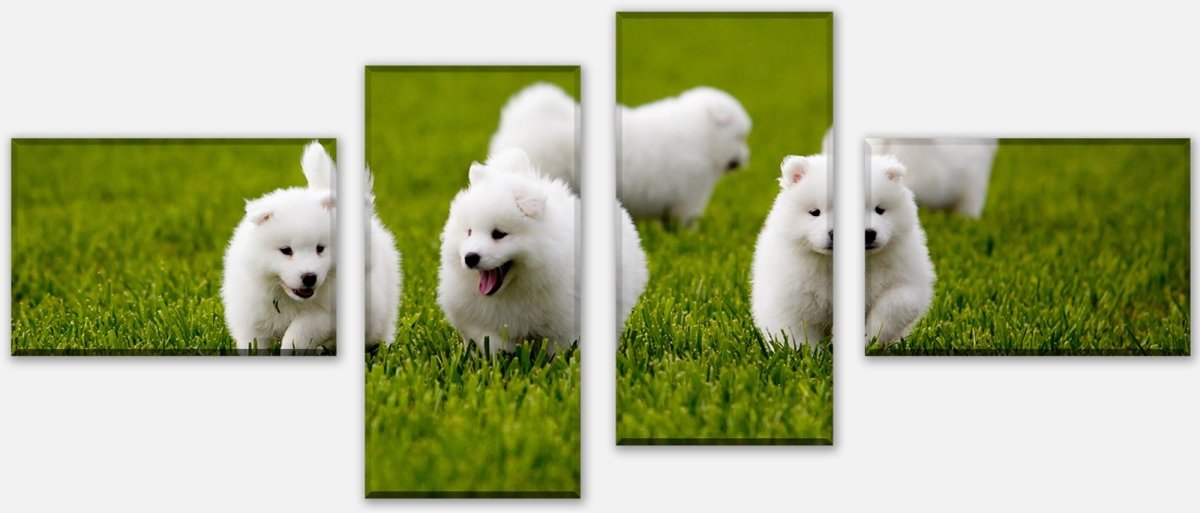 Leinwandbild Mehrteiler Samojedenhund M1043 Leinwandbild Mehrteiler Samojedenhund M1043