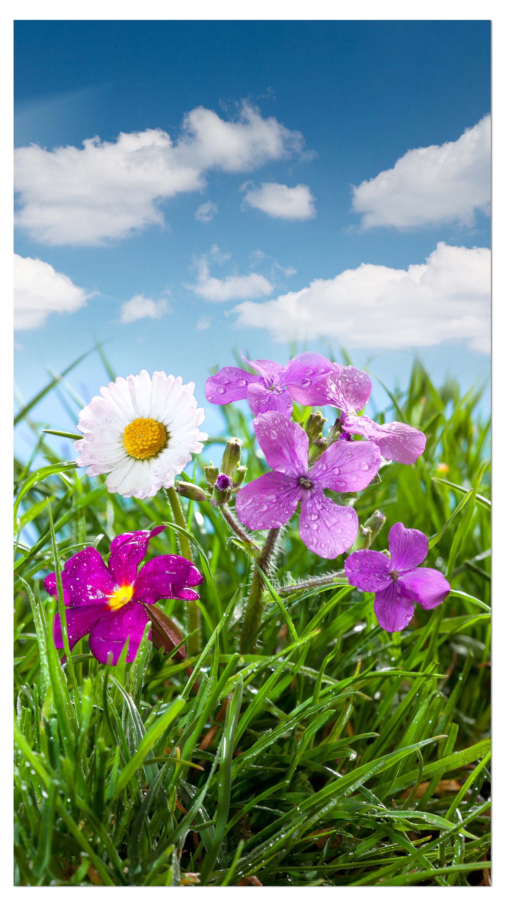 Garderobe Blühende Wiese unter blauem Himmel M1044 entdecken - Bild 4 Garderobe Blühende Wiese unter blauem Himmel M1044 entdecken - Bild 4