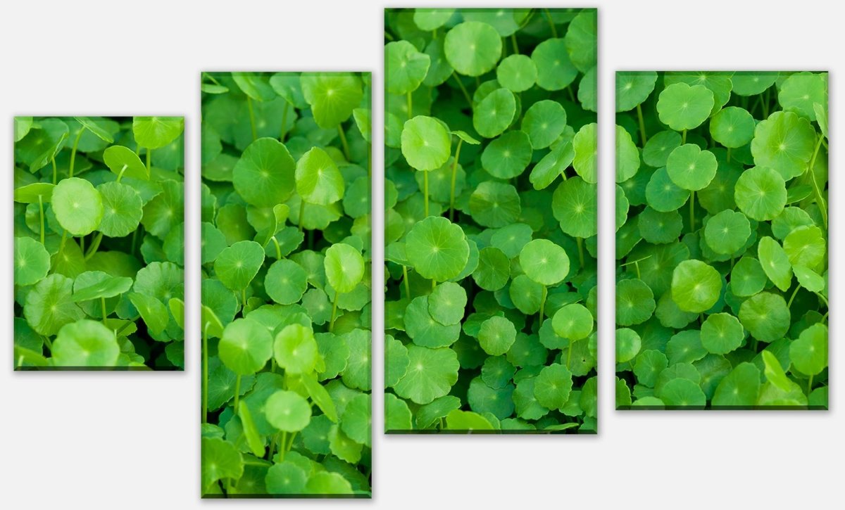 Leinwandbild Mehrteiler Grünpflanzen Hintergrund M1046 Leinwandbild Mehrteiler Grünpflanzen Hintergrund M1046