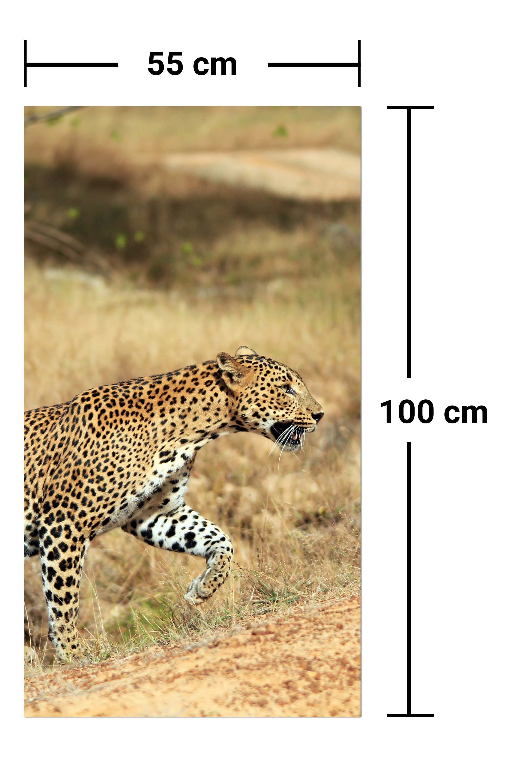 Garderobe Sri-Lankischer Leopard M1058 entdecken - Bild 7 Garderobe Sri-Lankischer Leopard M1058 entdecken - Bild 7