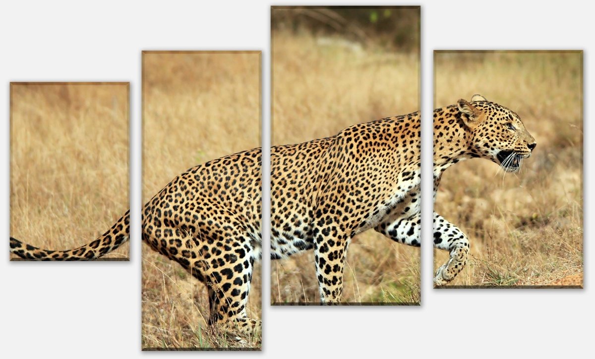 Leinwandbild Mehrteiler Sri-Lankischer Leopard M1058 Leinwandbild Mehrteiler Sri-Lankischer Leopard M1058