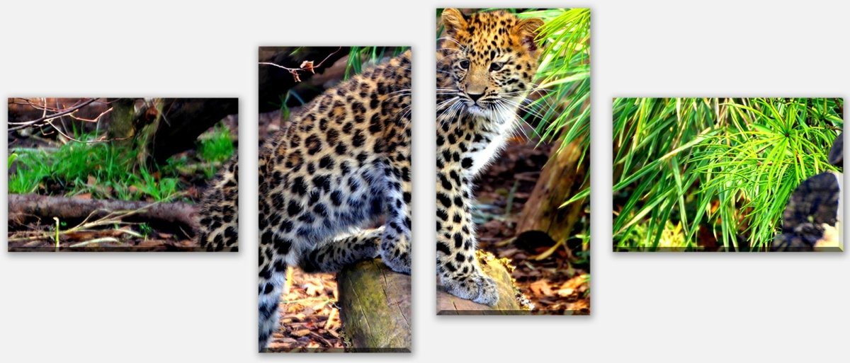 Leinwandbild Mehrteiler Kleiner Leopard M1060 Leinwandbild Mehrteiler Kleiner Leopard M1060
