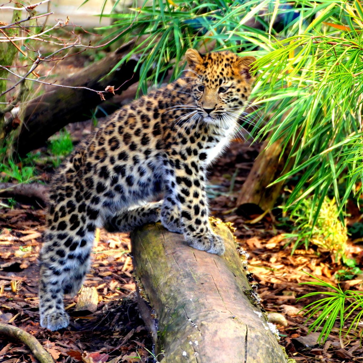 Beistelltisch Kleiner Leopard M1060 entdecken - Bild 2 Beistelltisch Kleiner Leopard M1060 entdecken - Bild 2