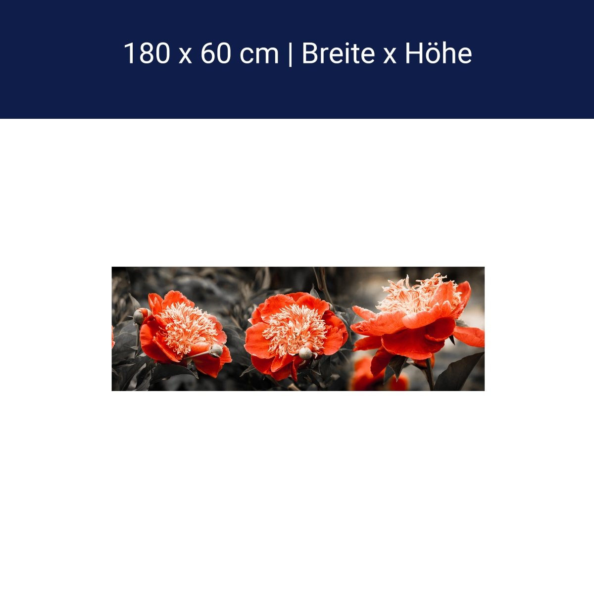 Küchenrückwand Blume Rot Kontrast Fokus Schwarz Weiß M1106 Küchenrückwand Blume Rot Kontrast Fokus Schwarz Weiß M1106