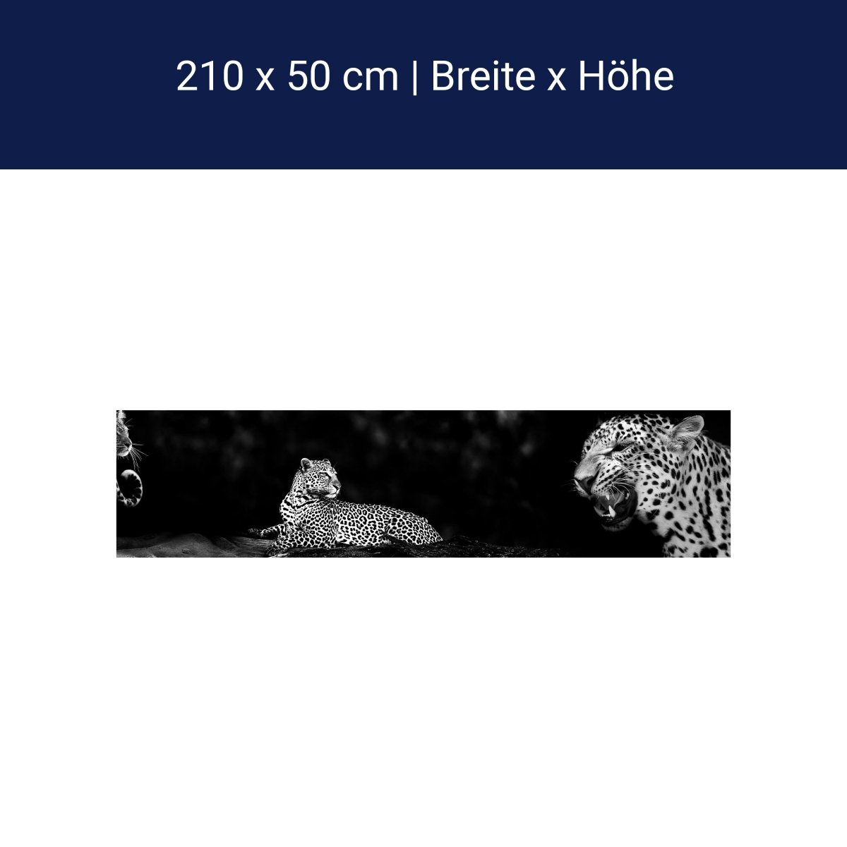 Küchenrückwand Leopard Schwarz Weiß Raubkatze Fauchen M1167 Küchenrückwand Leopard Schwarz Weiß Raubkatze Fauchen M1167