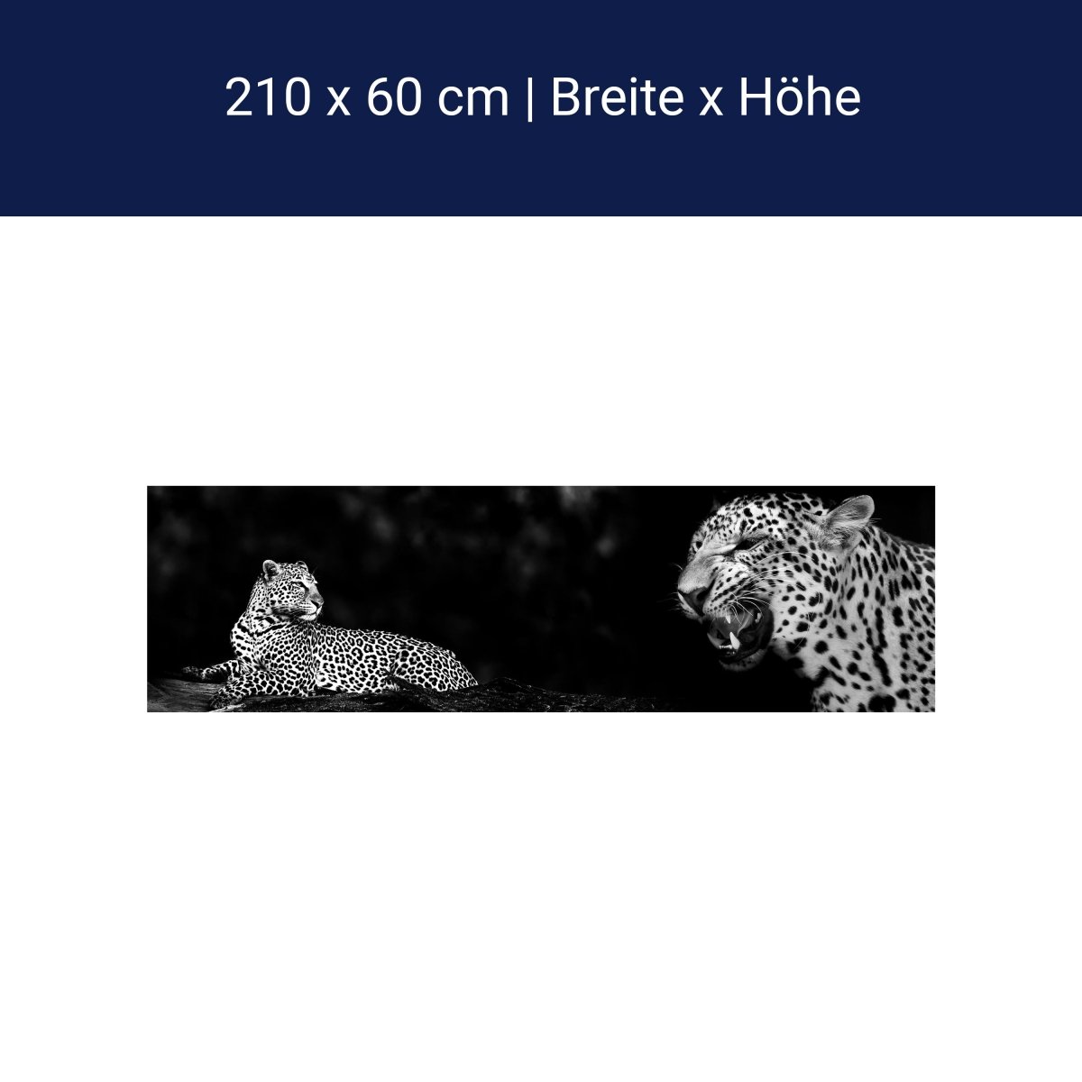 Küchenrückwand Leopard Schwarz Weiß Raubkatze Fauchen M1167 Küchenrückwand Leopard Schwarz Weiß Raubkatze Fauchen M1167