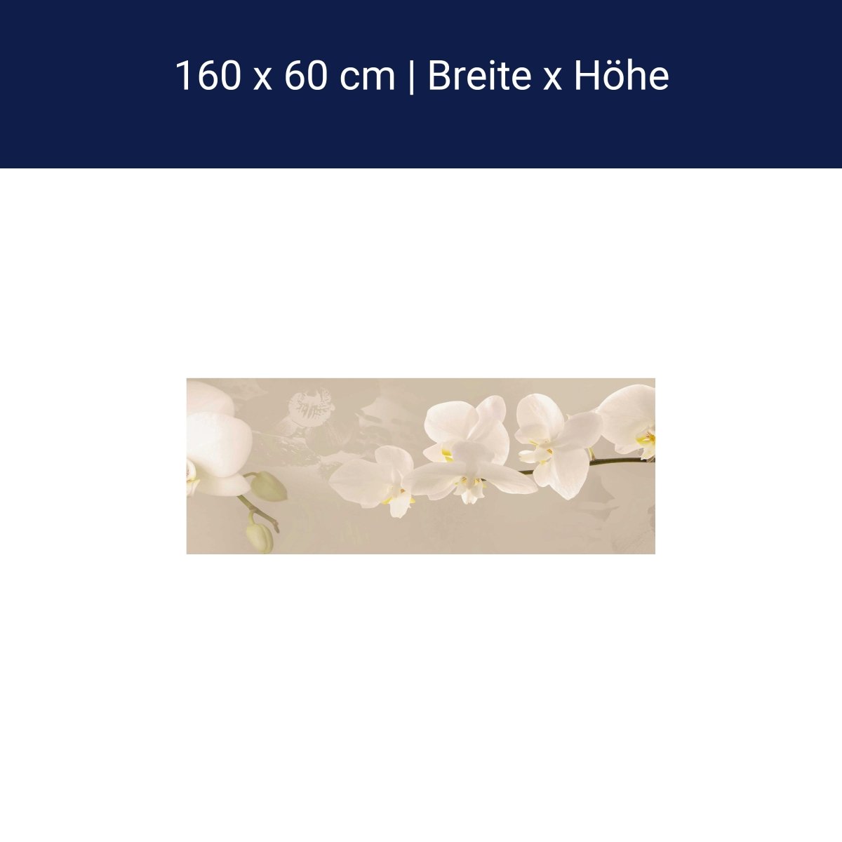 Küchenrückwand Orchidee Zweig Hell Hintergrund Weiß M1226 Küchenrückwand Orchidee Zweig Hell Hintergrund Weiß M1226