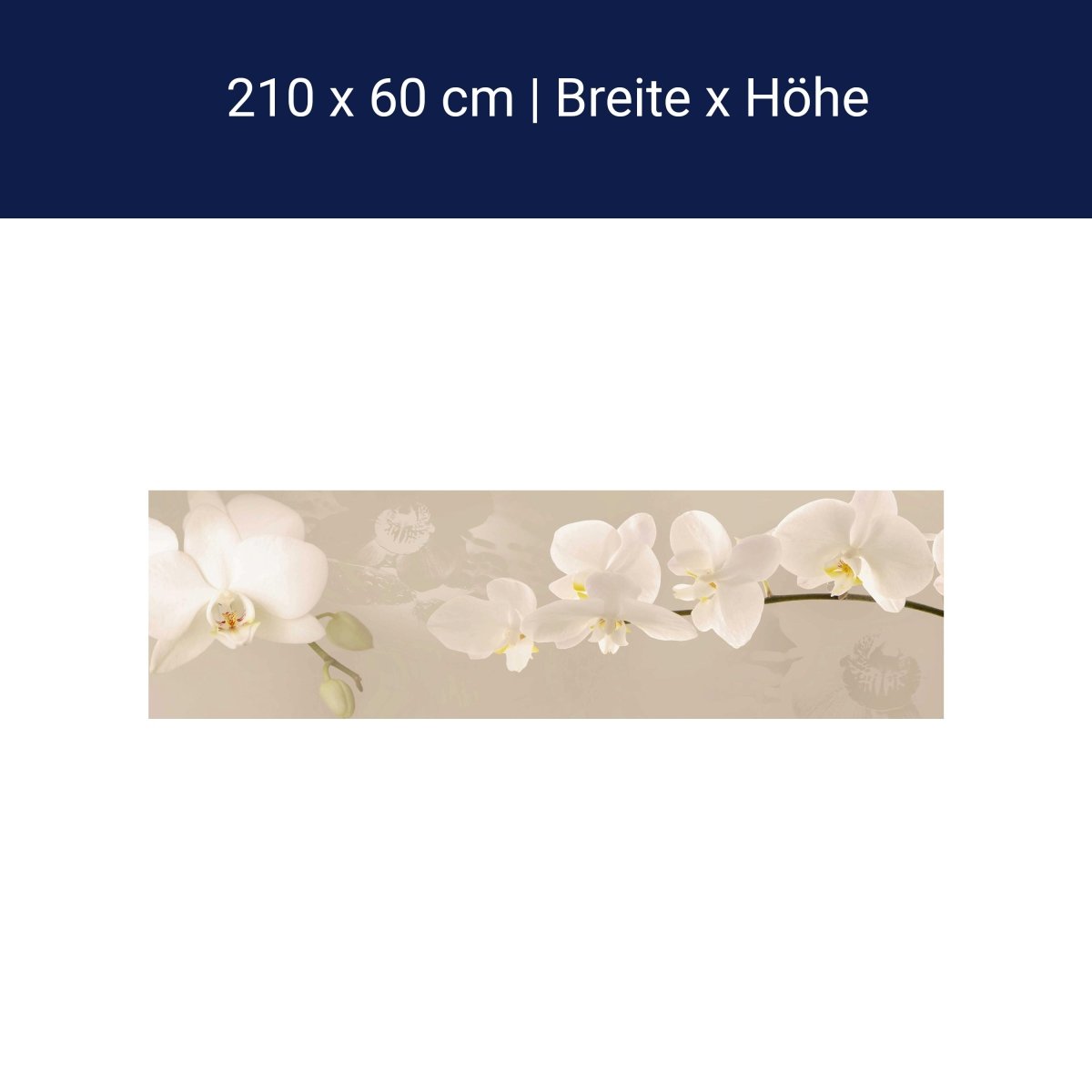 Küchenrückwand Orchidee Zweig Hell Hintergrund Weiß M1226 Küchenrückwand Orchidee Zweig Hell Hintergrund Weiß M1226