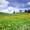 Fototapete Sommerwiese Hügel Blumenwiese M0335