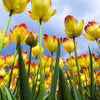 Fototapete Tulpen 2 M1029