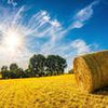 Fototapete Feld Strohballen Natur M6175