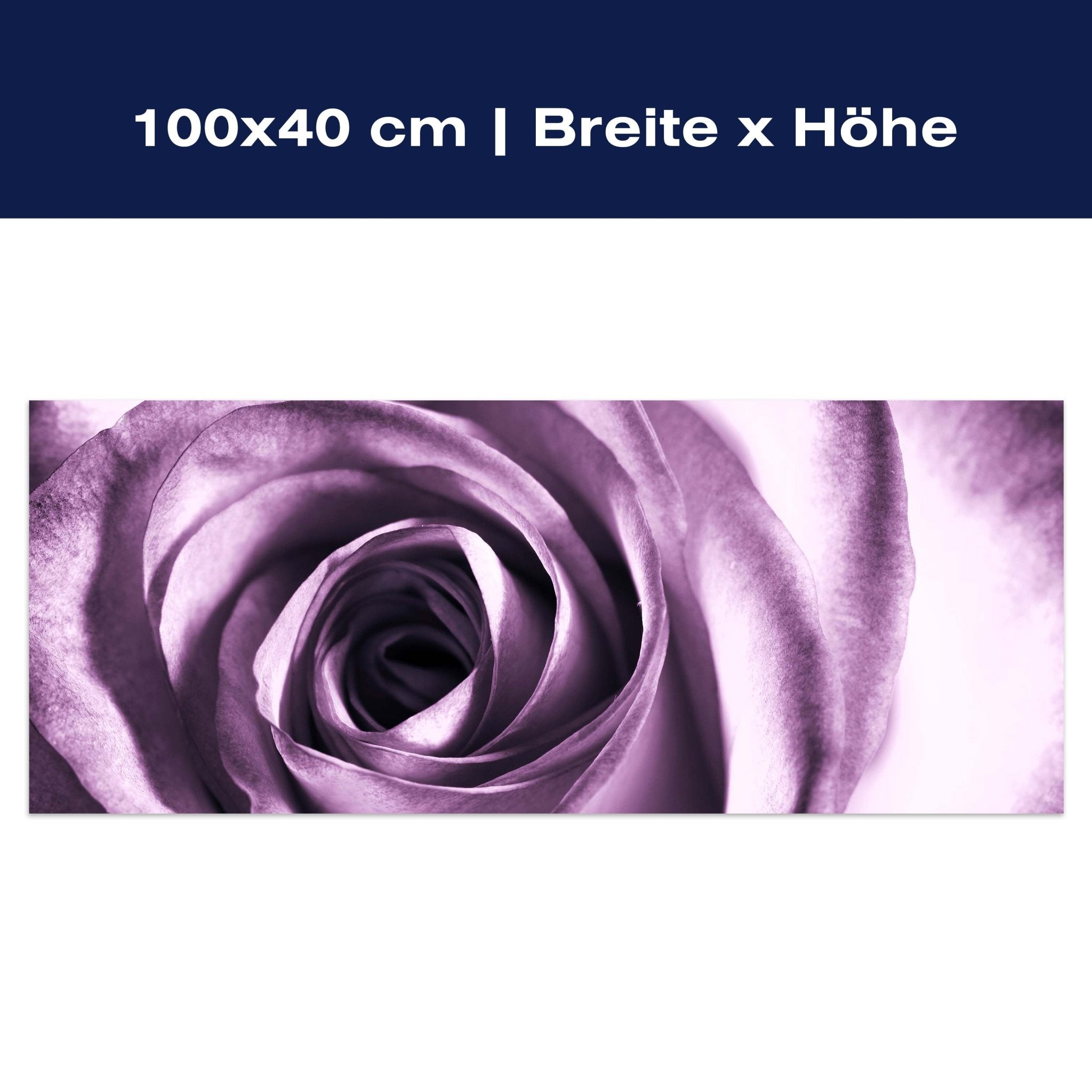 Leinwandbild violette Rose M0051