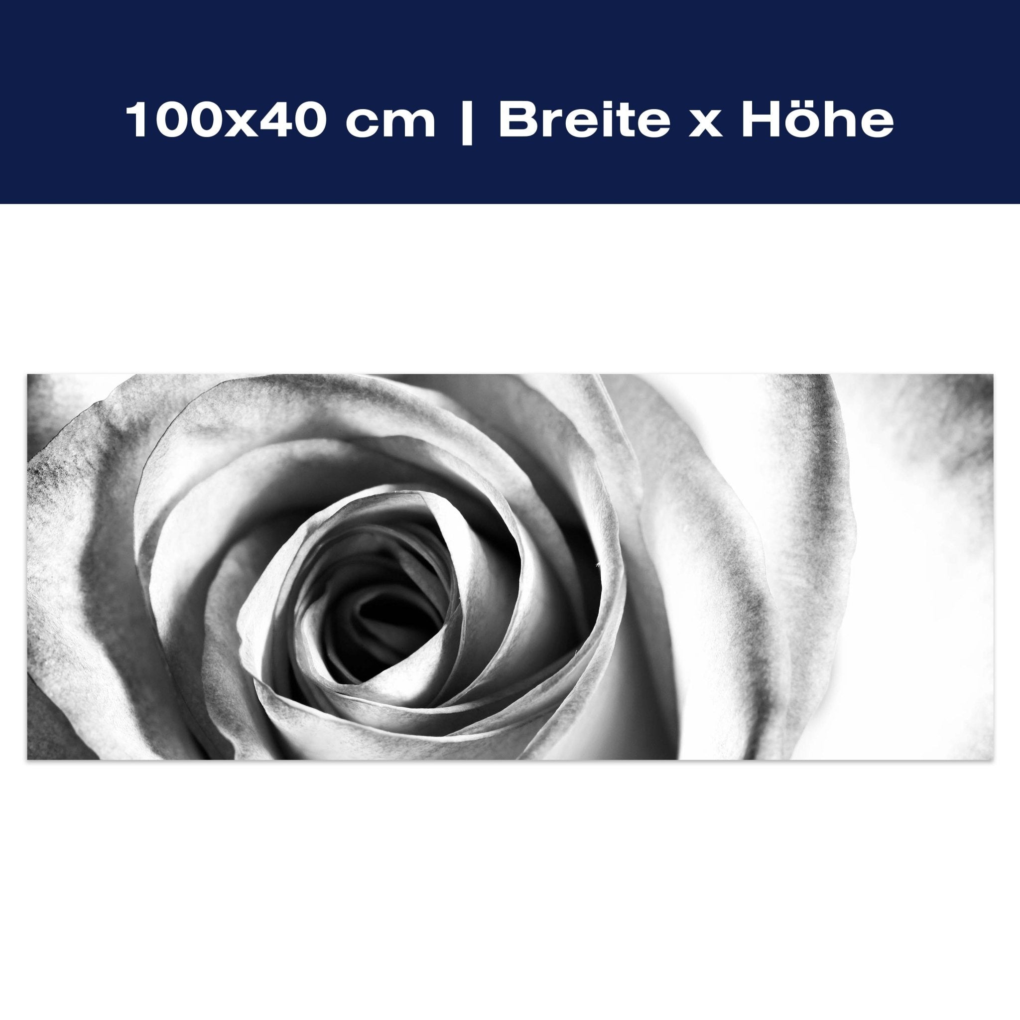 Leinwandbild weiße Rose Blüte M0233