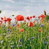 Küchenrückwand Blumenwiese M0493