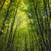 Türtapete Dunkler Weg im Wald M0923