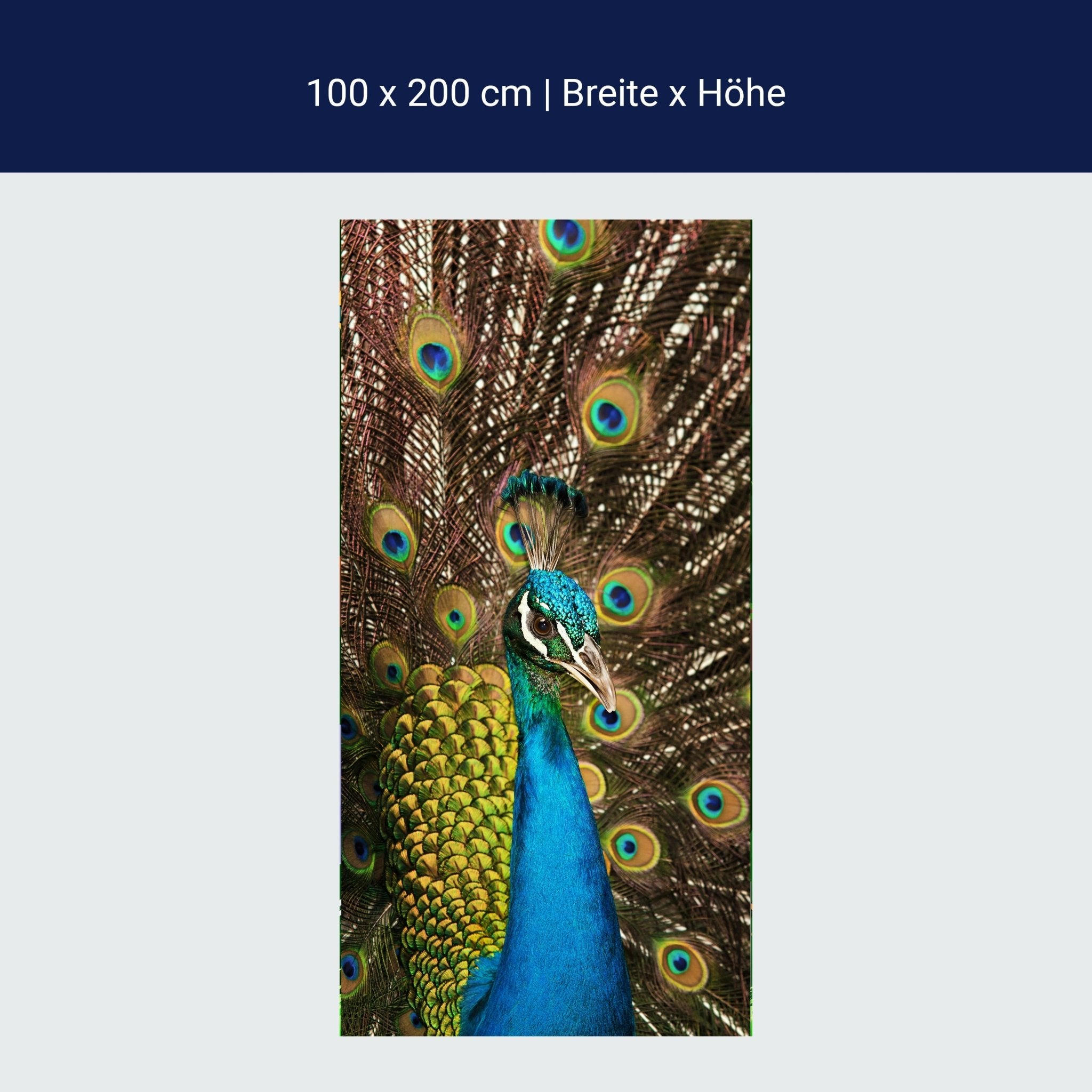 Türtapete schöner Pfau M1005