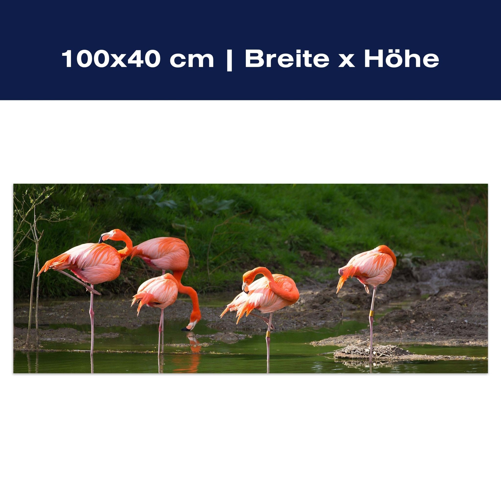 Leinwandbild Flamingos in einem Pool M1009