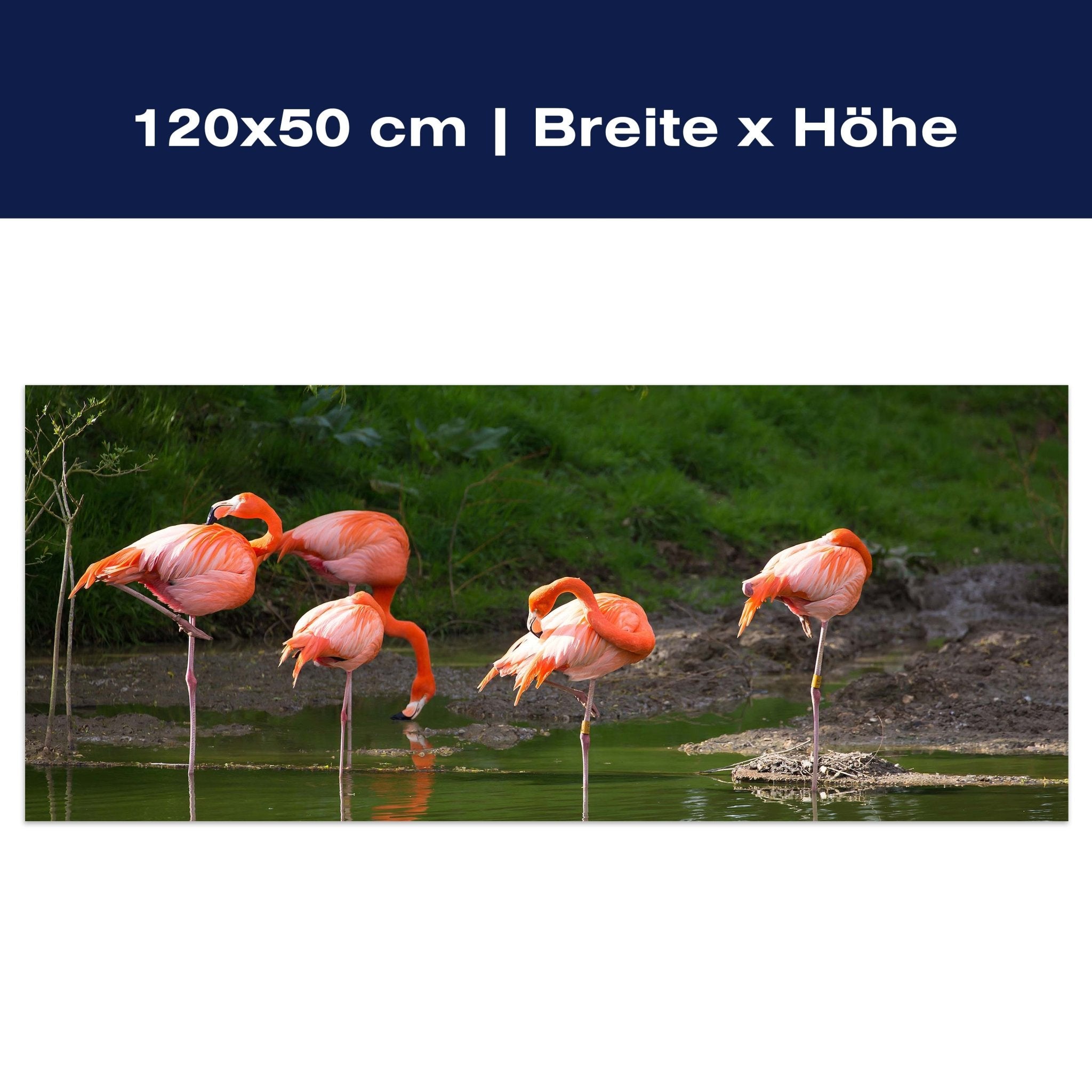 Leinwandbild Flamingos in einem Pool M1009