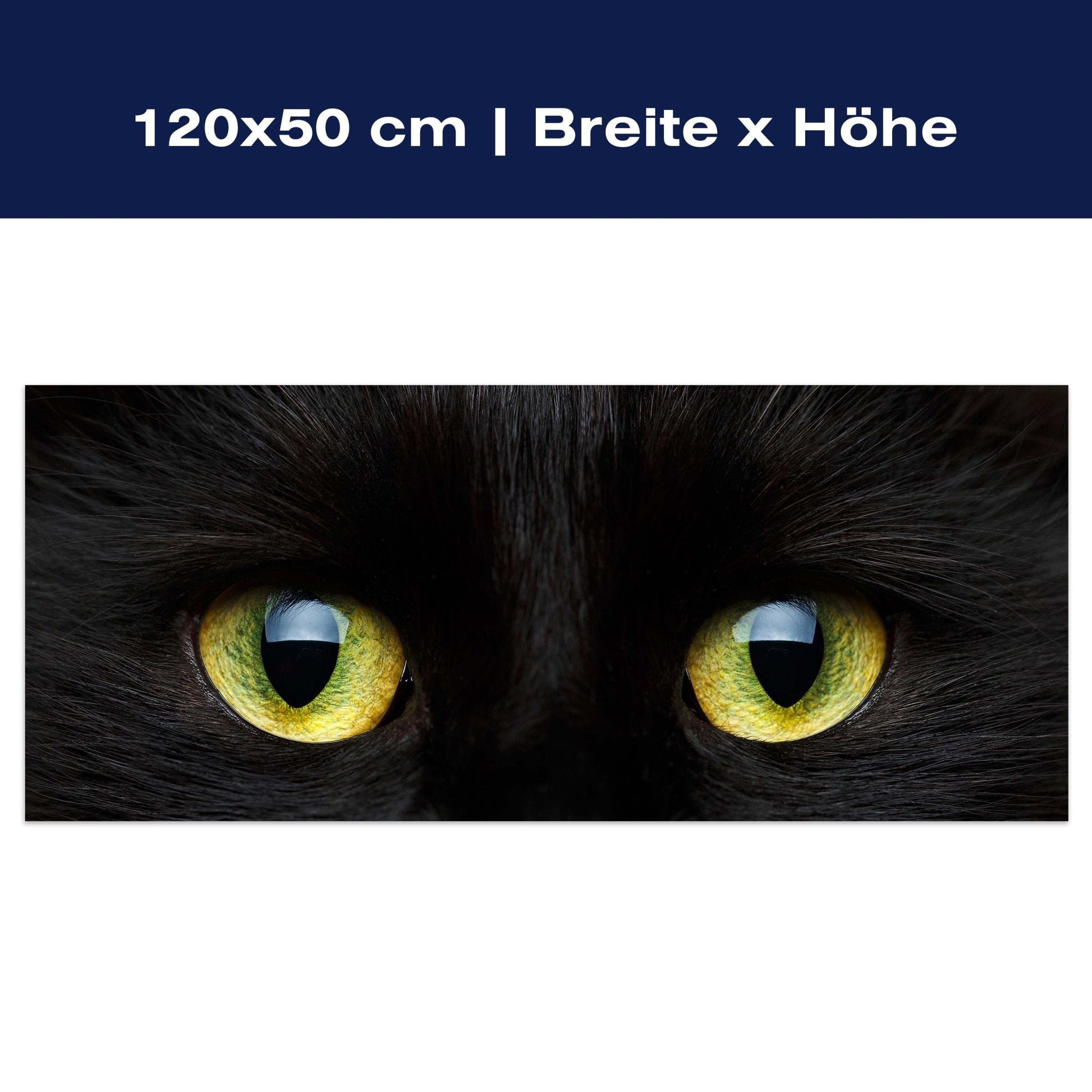 Leinwandbild Nahaufnahme der schwarzen Katze M1013